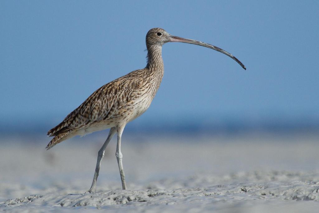 Broome Bird Observatory Esterno foto